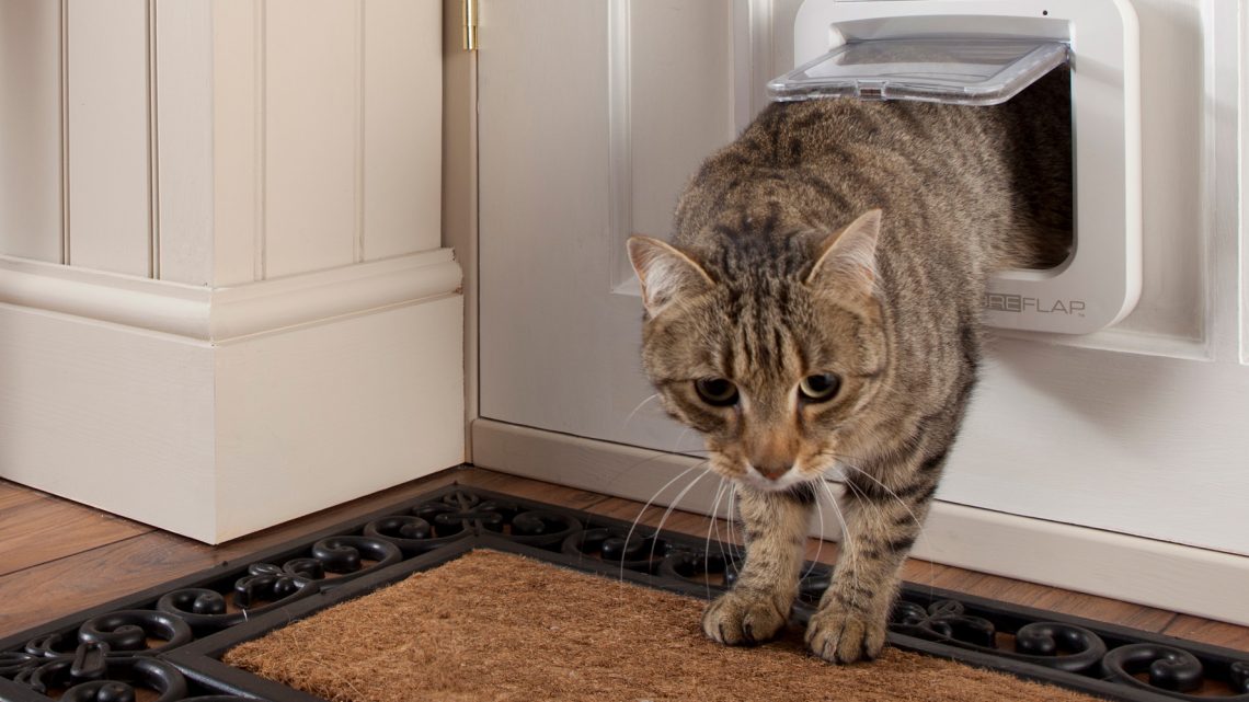 Zoom sur les espèces de chats