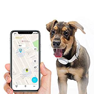 collier GPS pour chien